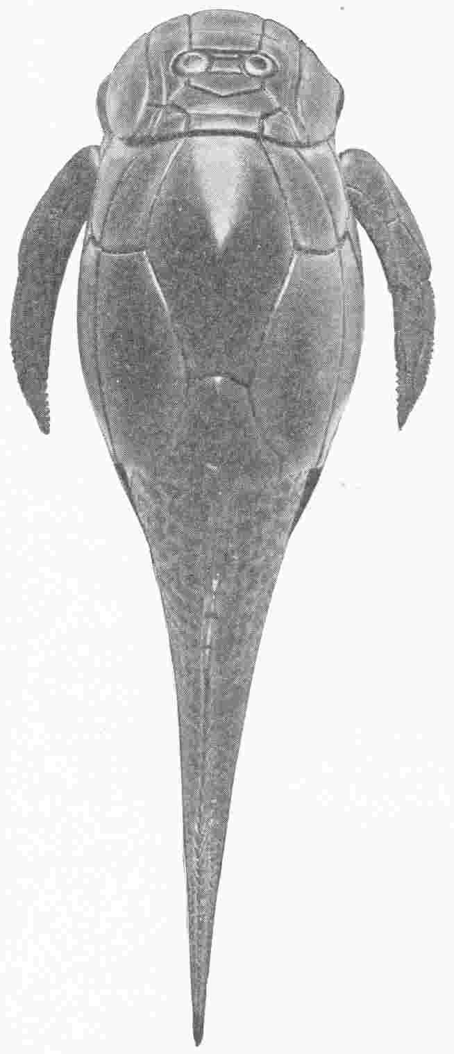 Specimen of the Pterichthys Milleri or Sea Scorpion Showing Body Armour — A restoration seen from above of an armoured fish, its head and body cased in jointed plates, with two long, jointed limbs held out like arms and a tapering tail.
