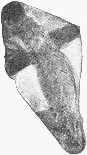 Fossil of the Cladoselache, a Devonian Shark. Nat. Hist. Mus. — A flat, irregular slab of stone carrying the dark, blurred outline of a slender fish lying diagonally across it.