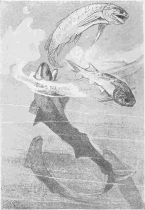 Sharks and Ganoids of the Devonian Period. By Alice Woodward — A drawing of Devonian seas — a ganoid fish leaps clear of the surface while others swim just below it, and the long dark shapes of sharks cruise underneath.