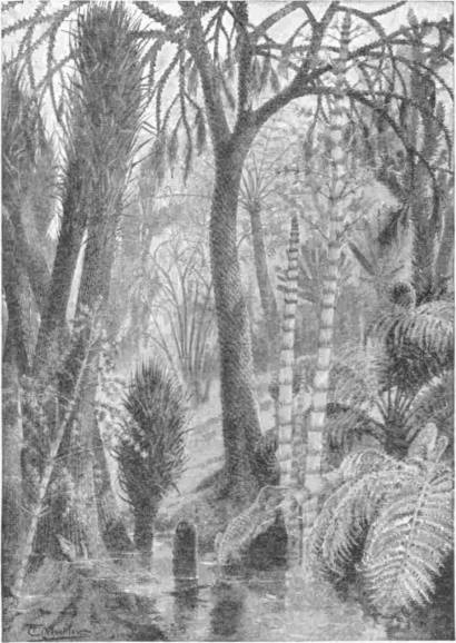 A Carboniferous Swamp. A Coal Seam in the Making — A drawing of a steaming swamp forest, with tall scaly-trunked trees, ringed and jointed stems, and large ferns growing out of still, shallow water.