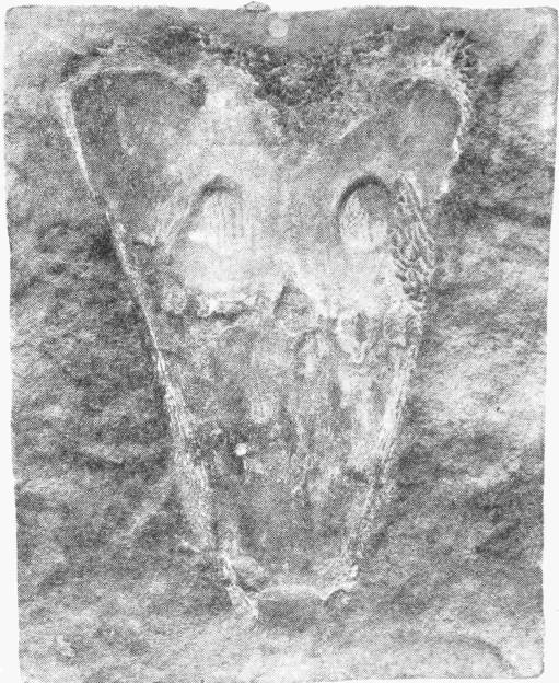 Skull of a Labyrinthodont, Capitosaurus. Nat. Hist. Mus. — A broad, flattened fossil skull lying face up in stone, wide at the back and narrowing to a blunt snout, with two large oval eye sockets.