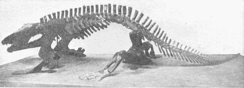 Skeleton of a Labyrinthodont: the Eryops. Nat. Hist. Mus. — A mounted skeleton of a low, sprawling four-footed animal with a big flat skull, a long row of spines along its back, splayed limbs, and a long tapering tail.