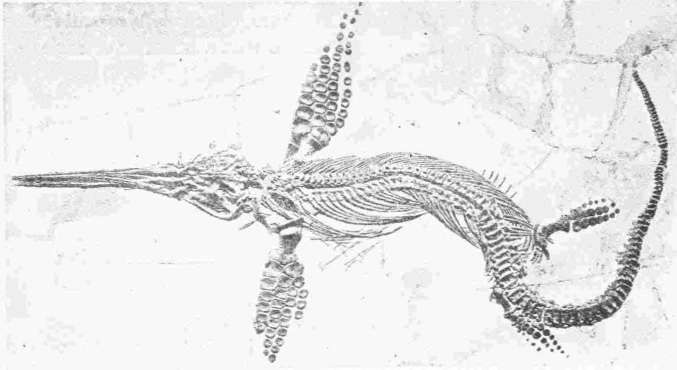 A Fossil Ichthyosaurus, a Mesozoic Fish-Lizard. Found in the Lower Lias in Somersetshire. Nat. Hist. Mus. — A fossil skeleton laid out flat in stone, with a long, narrow, pointed snout, a ribbed body, four paddles made of many small rounded bones, and a long tail that curves sharply back.