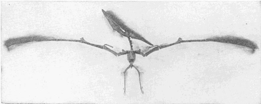 A Pterodactyl. Nat. Hist. Mus. — A pterodactyl skeleton mounted with its wings spread wide, each wing a long single finger of bone, and its long-beaked head raised above the small body.