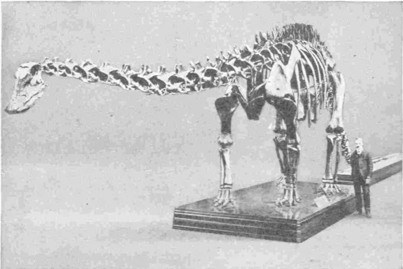 A Big Swamp-Inhabiting Dinosaur, the Diplodocus, Over Eighty Feet from Snout to Tail-Tip. Nat. Hist. Mus. — A mounted skeleton of the Diplodocus on a low plinth, its very long neck stretched out level to a small head, with a bearded man in a dark suit standing beside its hind legs for scale.