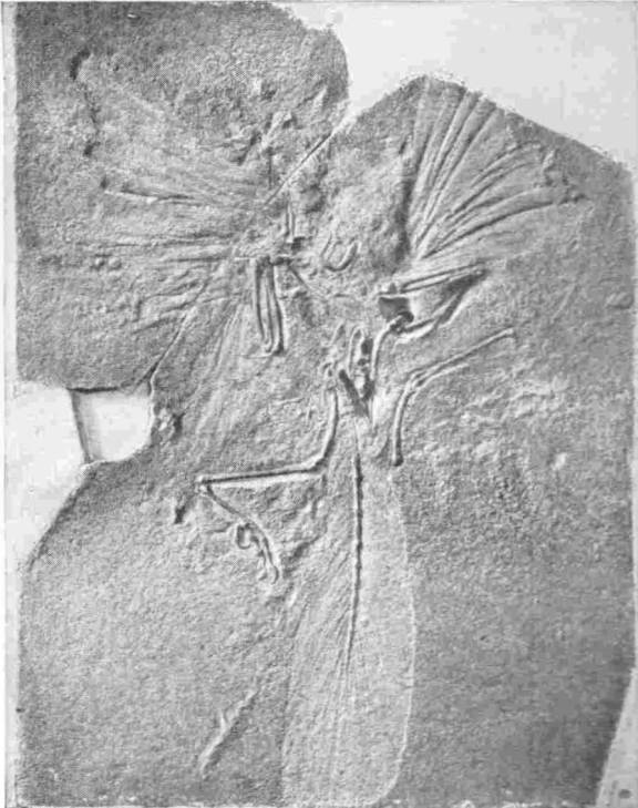 Fossil of the Archeopteryx; One of the Earliest Birds. Nat. Hist. Mus. — A slab of stone carrying the fossil bird, with the faint impressions of its feathers fanned out from the wings and running along a long, bony, jointed tail.