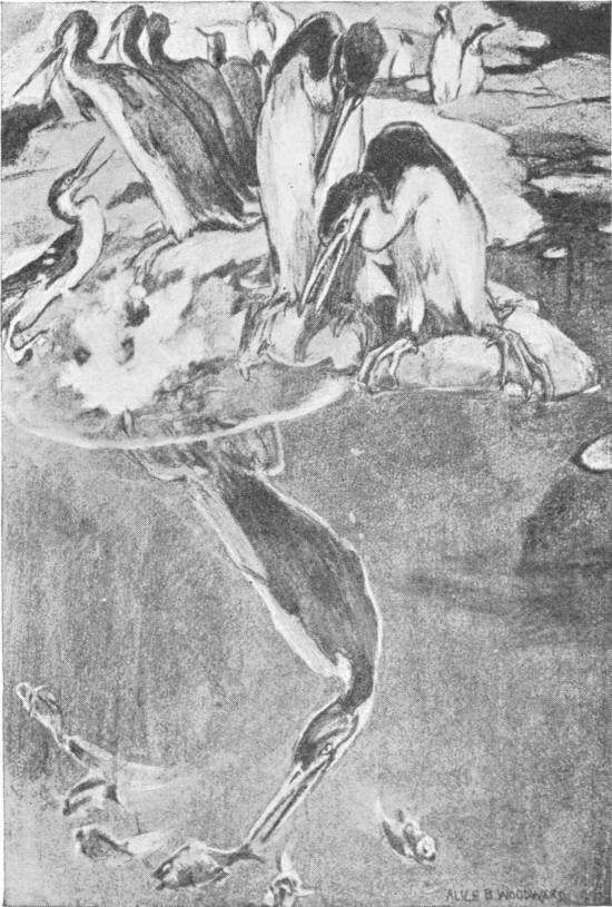 Hesperornis in Its Native Seas — A drawing by Alice B. Woodward of tall, long-necked, toothed diving birds crowding on rocks at the water's edge, while one plunges beneath the surface after a shoal of fish.