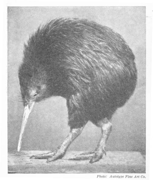 The Ki-Wi, Apteryx, Still Found in New Zealand. Photo: Autotype Fine Art Co. — A photograph of a kiwi standing on a board, a round, shaggy-feathered bird with no visible wings, stout legs, and a very long, slender beak pointing to the ground.
