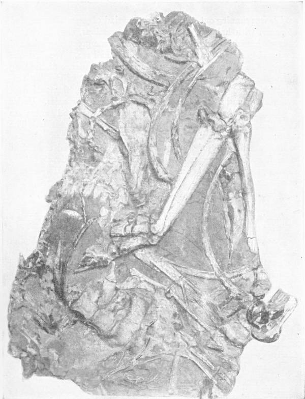 Slab of Lower Pliocene Marl. Discovered in Greece; it is rich in fossilized bones of early mammals — A broken slab of rock crowded with jumbled fossil bones — long leg bones, curved ribs and a jaw lying across one another.