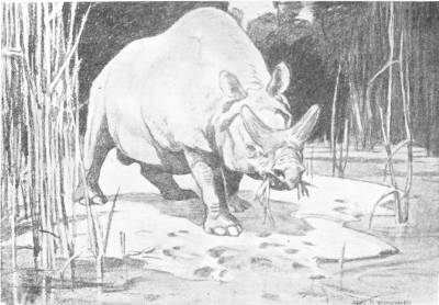 A Mammal of the Early Cainozoic Period. The Titanotherum (Brontops) Robustum — A drawing of a massive, thick-skinned, rhinoceros-like beast with a forked horn on its snout, stepping out of a reed-bed to feed at the edge of a pool.