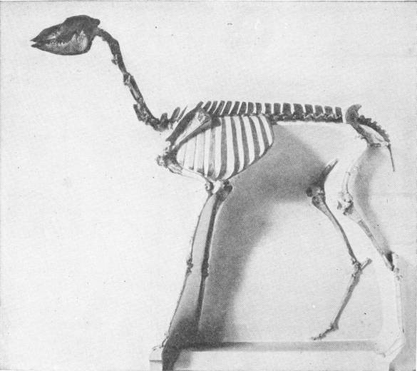 Stenomylus Hitchcocki—a Giraffe-Camel. Nat. Hist. Mus. — A mounted skeleton, shown in side view, of a slender camel-like animal with a very long neck, a small head, and long, thin legs.