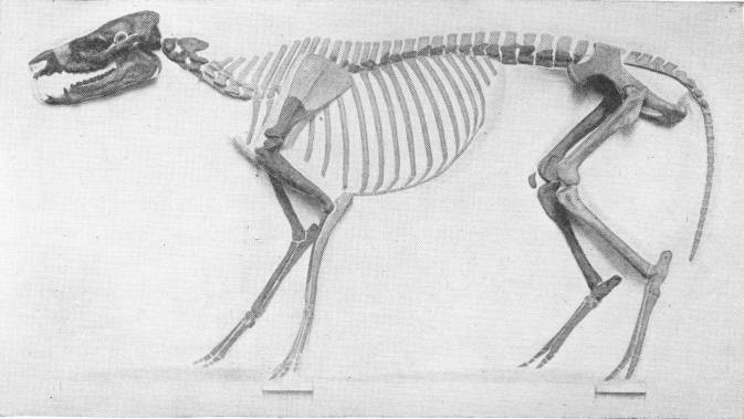 Skeleton of Protohippus Venticolus--Early Horse. Nat. Hist. Mus. — A mounted skeleton, shown in side view, of a small, long-bodied animal with a long skull and teeth, slender legs, and a long tail.