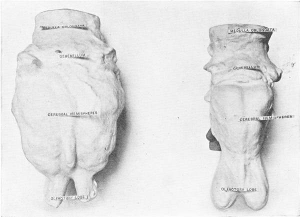 Comparative Sizes of Brains of Rhinoceros and Dinoceras. Nat. Hist. Mus. — Two casts of brains photographed side by side, each with printed labels marking the medulla oblongata, cerebellum, cerebral hemispheres and olfactory lobe — the left cast broad and rounded, the right narrower.