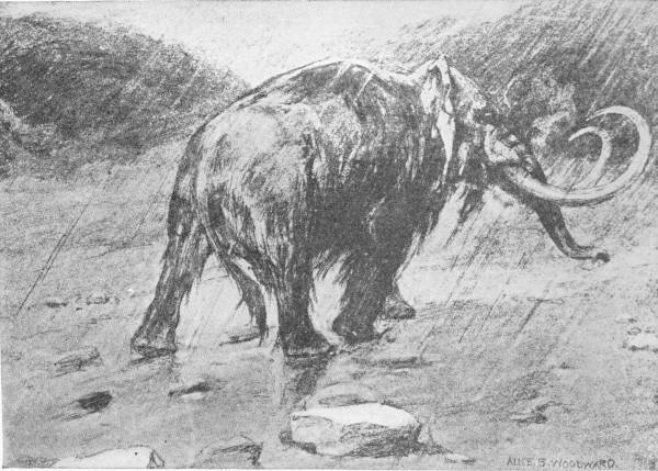 A Mammoth — A drawing by Alice B. Woodward of a woolly mammoth walking through driving rain across stony ground, its shaggy coat hanging long and its great tusks curving upward.