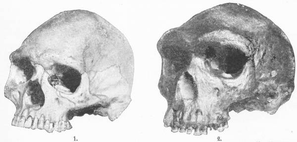 Comparison of (1) Modern Skull and (2) Rhodesian Skull. Nat. Hist. Mus. — Two skulls side by side, seen from the front and a little to one side — the modern skull (1) smooth and high-domed, the Rhodesian skull (2) darker, with a massive ridge of bone over the eye sockets.