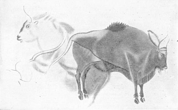 One of the Marvellous Cave Paintings of Altamira, North Spain. The Walls of the Caves are covered in these representations of Bulls, etc., painted in the soft tones of red shaded to black. They may be fifteen or twenty thousand years old — A great horned bison stands in profile, its hump and shaggy chin shaded dark, overlapping the fainter outline of a second, lighter beast drawn behind it.