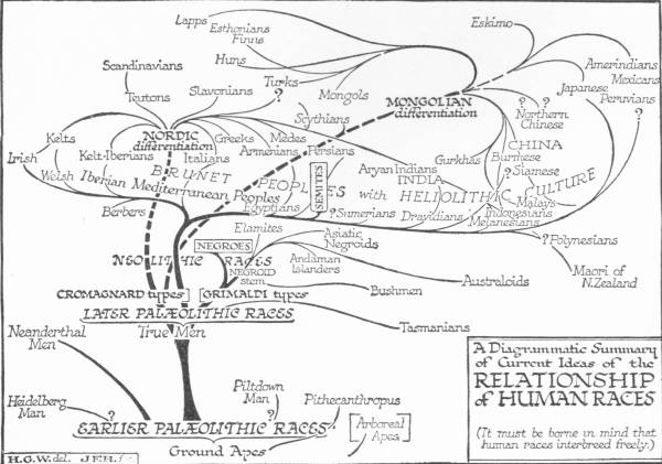 A hand-drawn tree diagram titled “A Diagrammatic Summary of Current Ideas of the Relationship of Human Races”, with the note that human races interbreed freely. From Ground Apes at the root it branches through the Earlier and Later Palæolithic Races into named peoples, with dotted lines for Nordic and Mongolian differentiation.