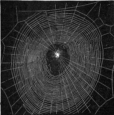 A photograph of a spider on her geometrical web. The threads that run outwards are hard and smooth; the ones that go round and round are elastic and covered with beads of sticky liquid.