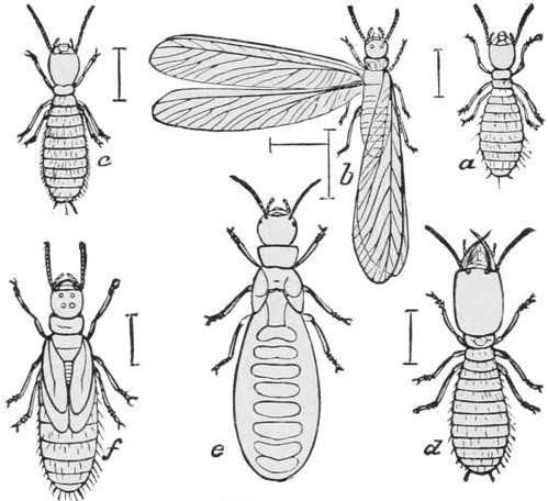 White Ant — Six forms of the termite drawn from above and lettered a to f, each with a short scale line: one has two long pairs of wings, one a swollen, pale body.