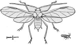 Plant-louse — A winged plant-louse drawn large from above, with long legs and feelers, beside a small scale line and a tiny wingless one at the lower right.