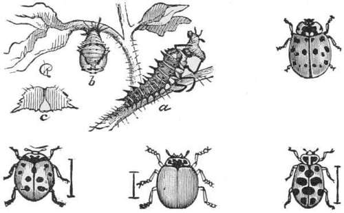 Ladybug (a) larva (b) pupa (c) first joint of larva — A ladybug's spiny larva with its first joint and its pupa on a leafy stem, and four grown ladybugs with different patterns of spots, each beside a scale line.