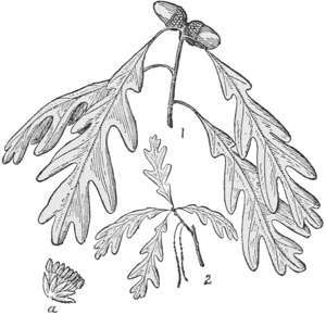 White Oak — A white oak twig with two acorns and deeply lobed leaves, a smaller sprig of young leaves below it, and a single acorn cup at the bottom left.