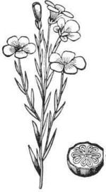 Flax — A slender stalk of flax with narrow leaves and five-petaled flowers, beside the round seed-head cut across to show its divisions.