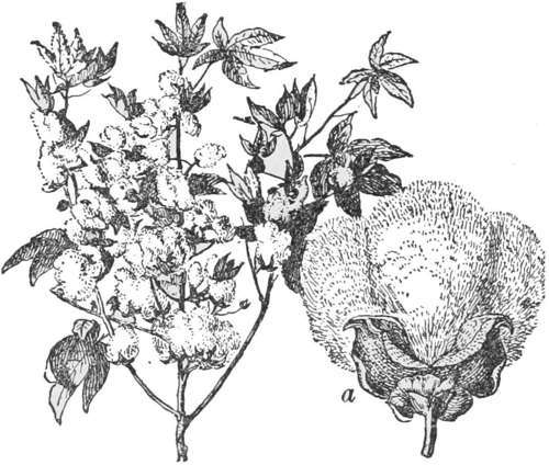 Cotton Plant (a) Cotton Boll — A branch of the cotton plant with its leaves and open bolls of white flock, and beside it a single boll, drawn larger, bursting from its husk.