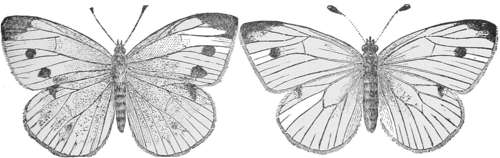 Female Male Cabbage Butterfly — Two cabbage butterflies with their wings spread flat, pale with dark tips and spots: the female on the left, the male on the right.
