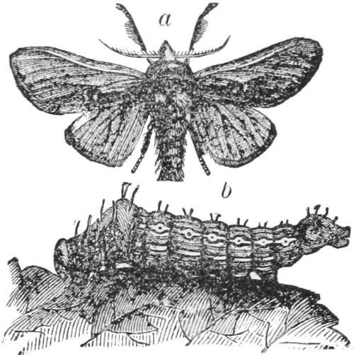 Red-humped Apple Tree “Caterpillar” (a) moth; (b) caterpillar natural size — A moth with its wings spread, marked a, and below it the caterpillar, marked b, a stout striped worm with a hump near its head, crawling along a leaf.