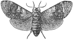 Goat Moth — A goat moth with its broad, mottled gray wings spread flat, seen from above.