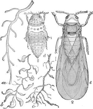 Phylloxera — The phylloxera of the vine: a wingless female covered in small bumps, a winged female larger beside her, and three grapevine roots, lettered a, b and c.