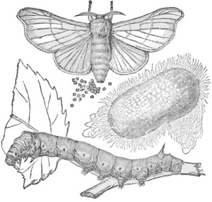Silk Worm Eggs, worm, cocoon, and butterfly — The silkworm on a mulberry twig, with a winged silk moth above it, a cluster of tiny eggs, and an oval cocoon wrapped in loose silk.
