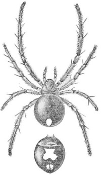Spider — A spider drawn from above with its eight long, hairy legs spread, and below it the round body seen again by itself.