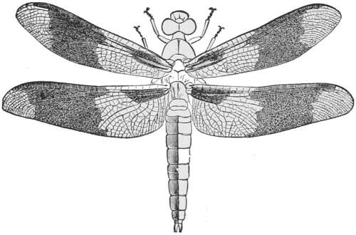 Damsel-fly — A damsel-fly with its four net-veined wings spread, each wing marked with dark bands, and its long, thin body stretched straight down.