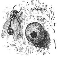 Solitary wasp and nest — A solitary wasp with a narrow waist rests on a rough wall beside its nest, a round mud cell with a hole in the middle.
