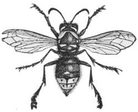 American Hornet — A hornet drawn from above with its wings spread, a large wasp with a dark, banded body and a stout head.