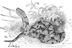 Copper Head — A copperhead snake coiled in the grass with its head raised, its back marked with dark, hourglass-shaped bands.