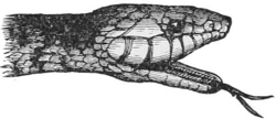 Head of Snake showing Forked Tongue — The head of a snake seen from the side, scaled and with an eye above the lip, darting out its long forked tongue.