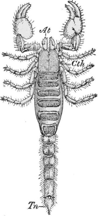 Scorpion seen from above — A scorpion seen from above, with its two large claws in front, four pairs of legs along its body, and the long jointed tail ending in a hooked sting.