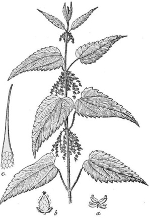Nettle — A stem of stinging nettle with its toothed leaves and hanging clusters of small flowers, and beside it a single stinging hair, drawn very large.