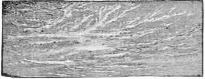 Cirrus — Cirrus clouds, thin white streaks and wisps drawn out across a dark sky.