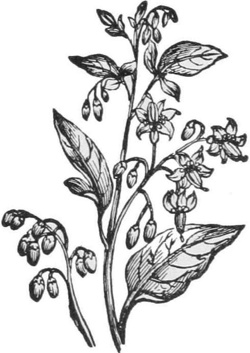 Belladonna — A sprig of belladonna with broad pointed leaves, bell-shaped flowers hanging on short stalks, and round berries.