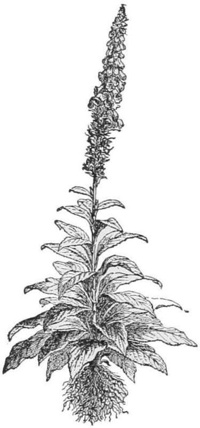 Fox-glove — A tall foxglove with a rosette of broad leaves at its base and a long spike of hanging flowers above.