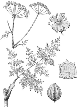 Hemlock — A flowering branch of hemlock with its flat umbrella-shaped heads of tiny flowers and finely divided leaves, with a single flower and seeds drawn larger.