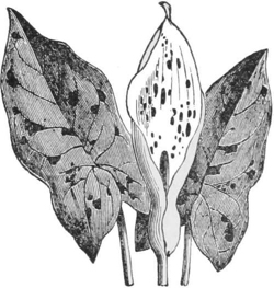 Arum — An arum with two large spotted, arrow-shaped leaves on either side of its hooded flower, from which the spike rises inside.