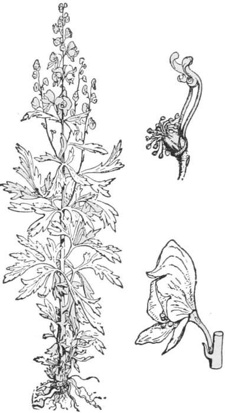 Aconites — A tall stalk of aconite with deeply divided leaves and a spire of hooded flowers, and two flowers drawn larger beside it.