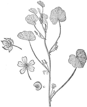Mallow — A stem of mallow with round, scalloped leaves and open five-petaled flowers, and a flower bud and a seed-head drawn separately.