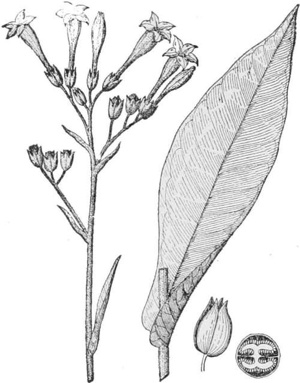 Tobacco — A tobacco plant's head of long funnel-shaped flowers, each opening into five points, beside a long leaf, a seed-pod and the pod cut across.