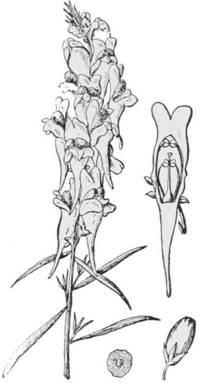Snap-dragon — A spike of snap-dragon flowers with narrow leaves, and a single flower drawn larger to show its closed two-lipped mouth.